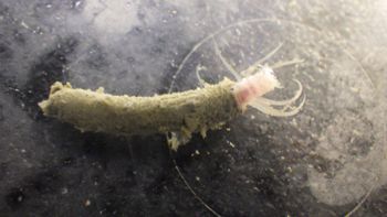Media type: image;   Invertebrate Zoology 153512 Description: live specimen;